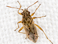 Nysius graminicola